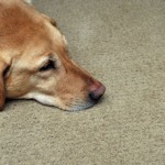 Pet Odor and Stain removal